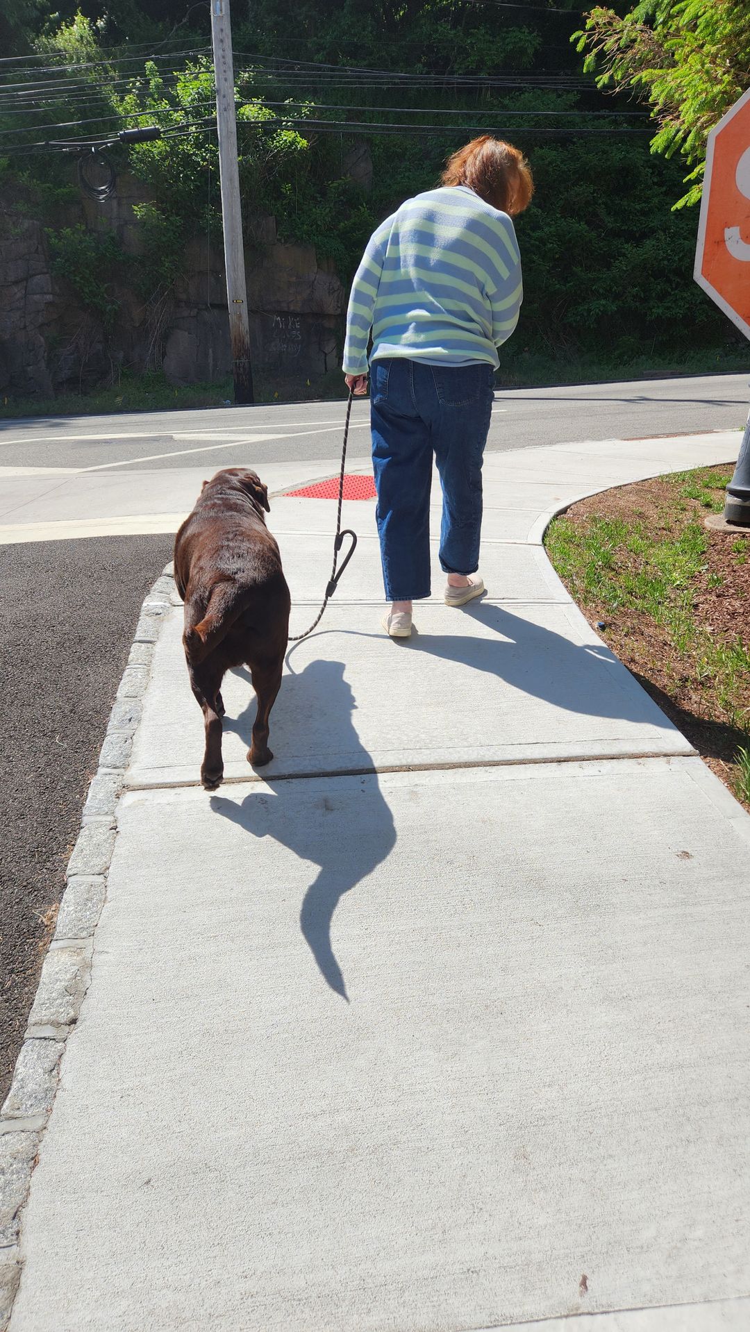 A large chocolate Lab walking on a loose leash beside its owner on a sidewalk