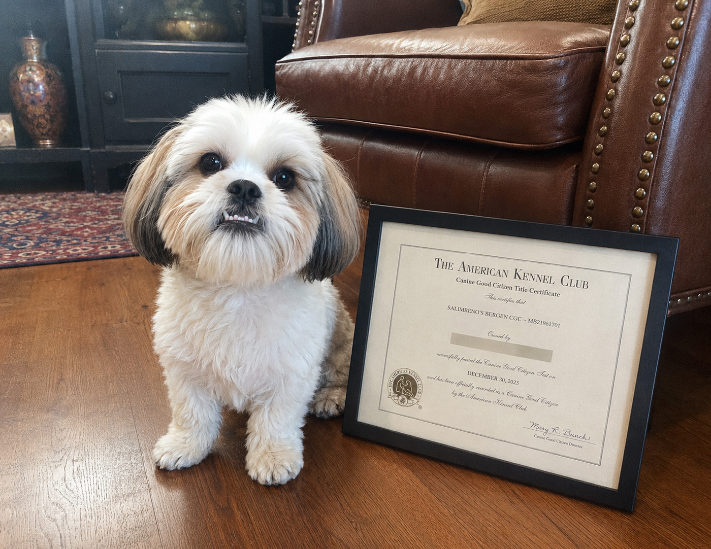 Bergen’s AKC Canine Good Citizen title certificate — the calm, well-mannered dog you want, proven with a nationally recognized credential your own dog can earn.