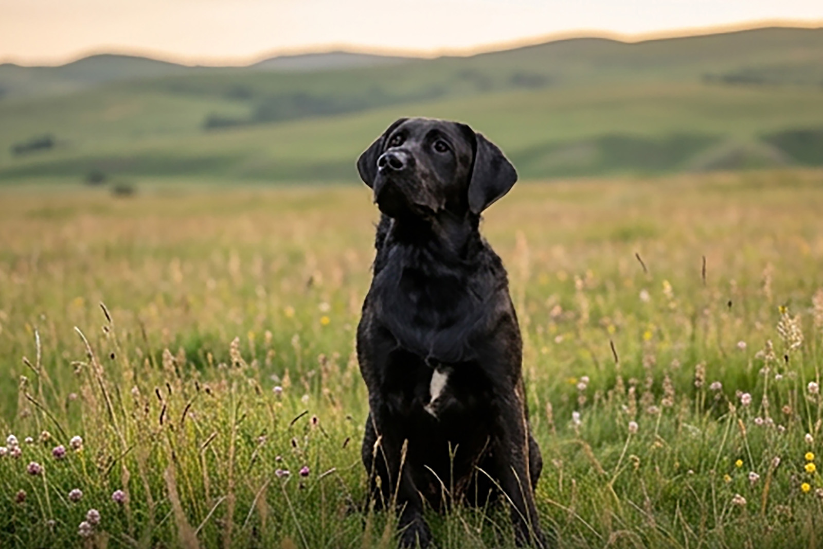 Milo, a black Labrador, sitting in a sunlit meadow