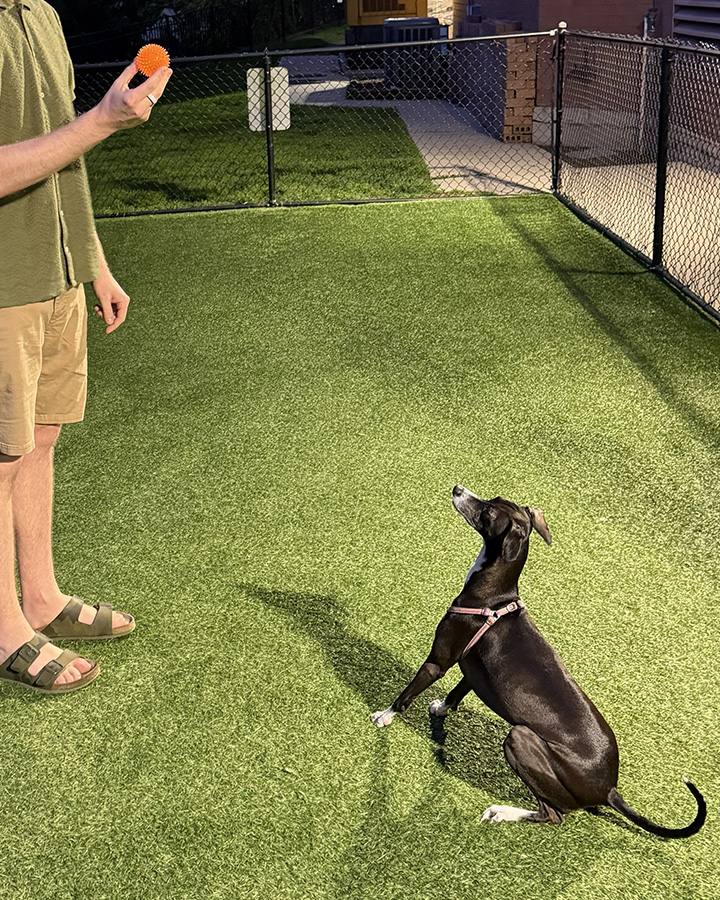 Yume, an Italian Greyhound, sitting and looking up toward a training treat during a session.