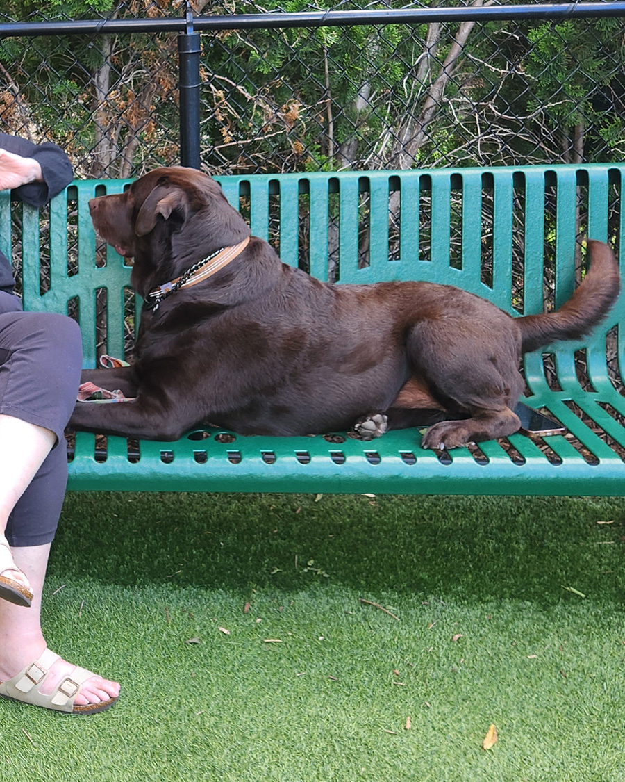 Heath, a chocolate Labrador Retriever, resting calmly on a bench beside his owner.