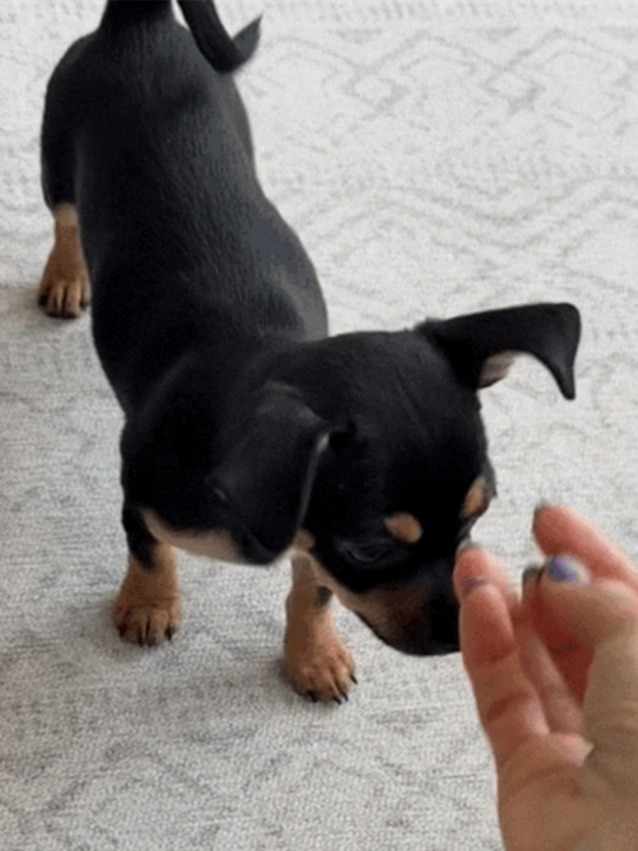 Parker, a Chihuahua-terrier mix puppy, stepping toward a training treat offered by hand on a rug at home.