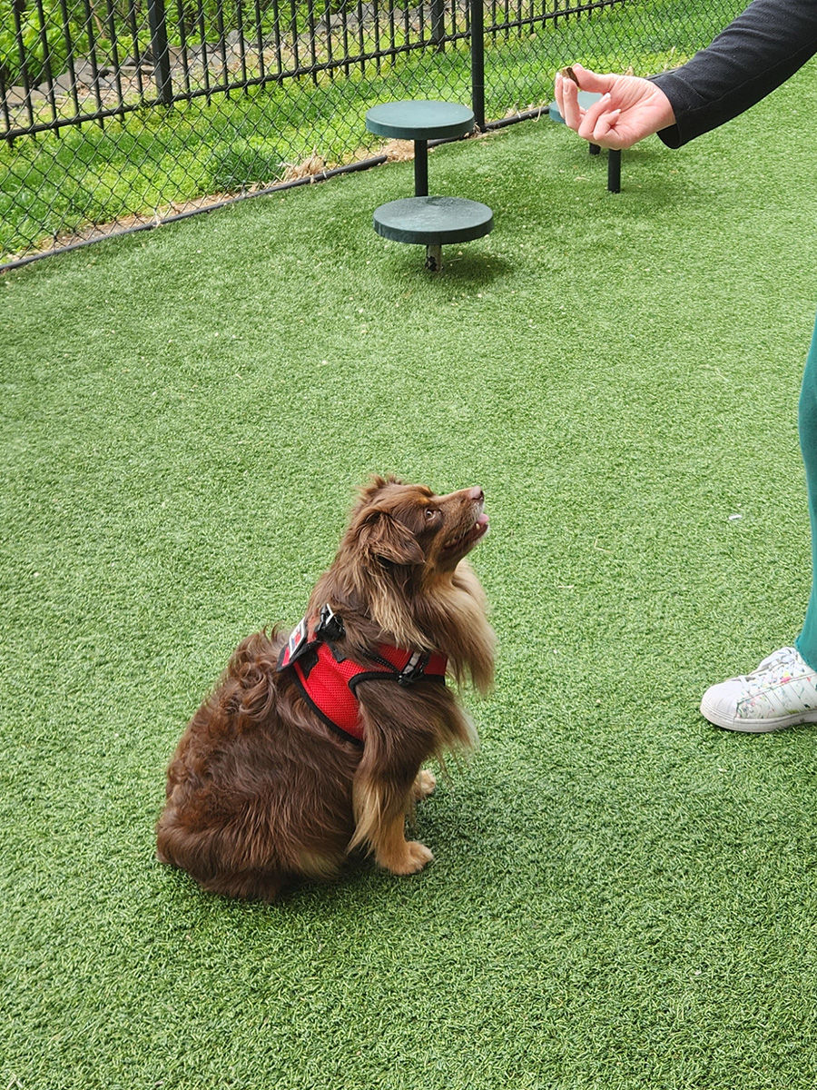 Alfie, a Miniature Australian Shepherd, sitting and looking up with focus toward a training treat during a session.