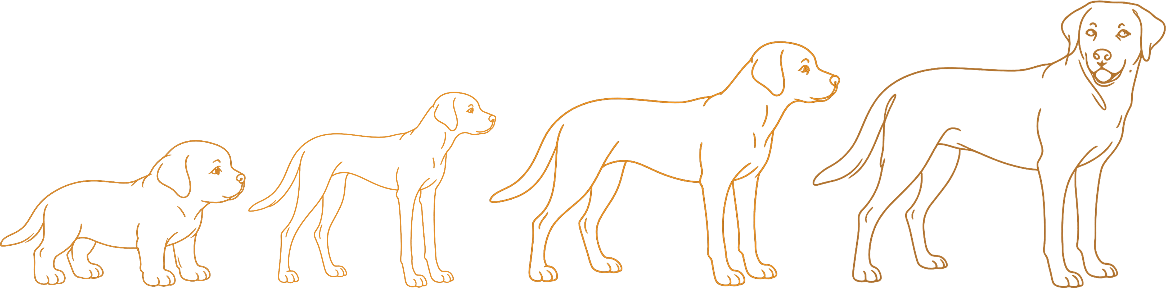 One dog drawn at four life stages, growing left to right: a puppy, an adolescent, a young adult, and a settled grown dog who turns to look back at you.
