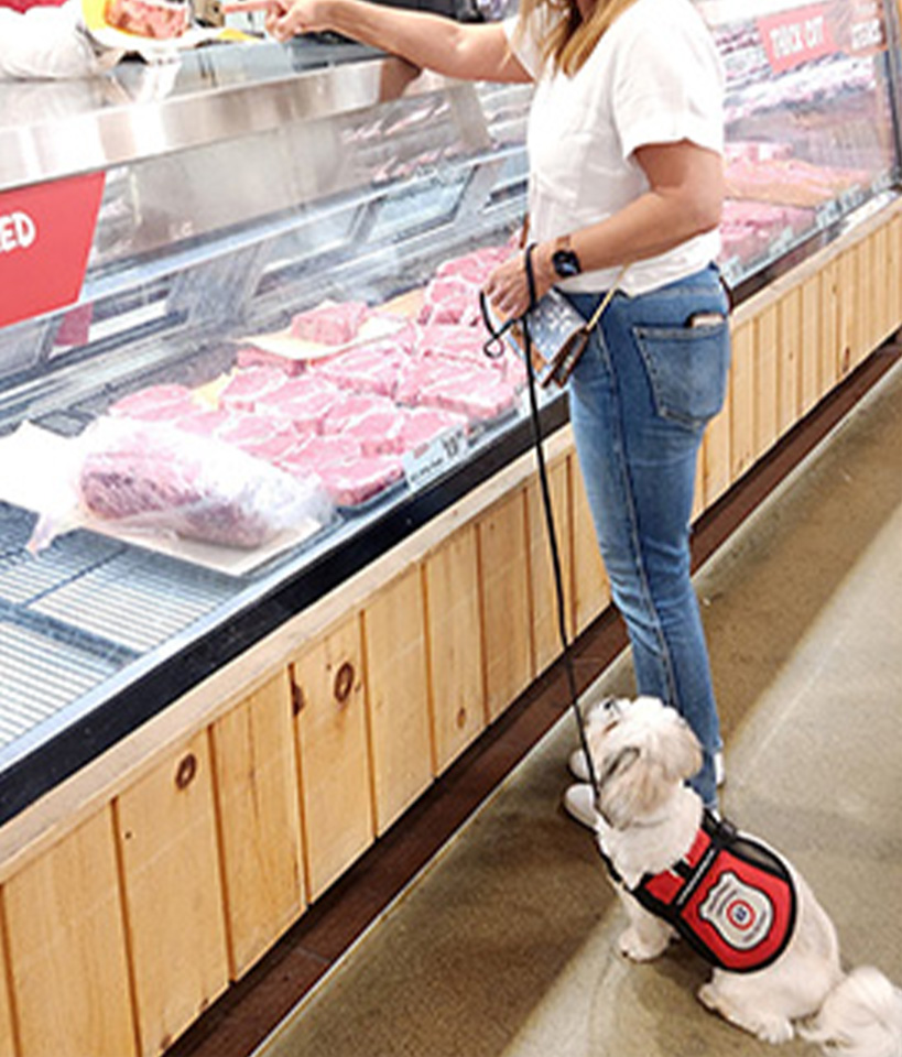 The calm, well-mannered dog you're working toward — settled and unbothered at your side in a busy store.