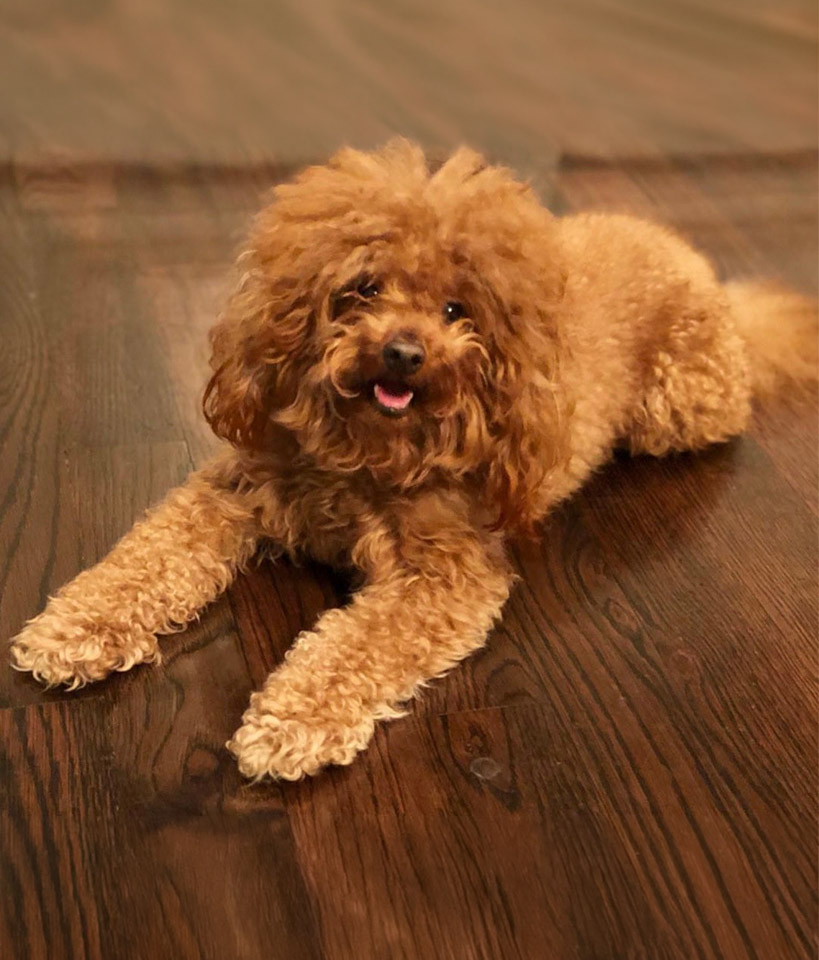 The settled, relaxed dog you're picturing — calm and at ease at home, whatever your dog's stage.